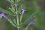 Drummond's false pennyroyal